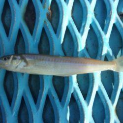 オリジナルメーカー海づり公園(市原市海づり施設) 釣果