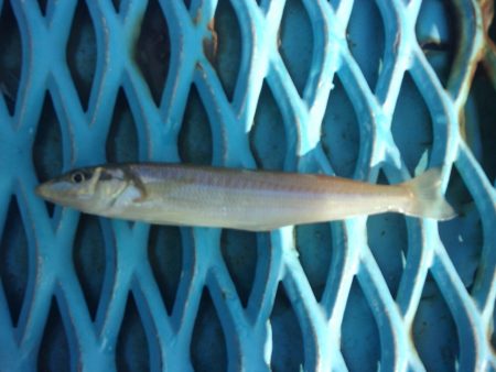 オリジナルメーカー海づり公園(市原市海づり施設) 釣果