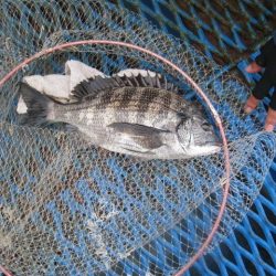 オリジナルメーカー海づり公園(市原市海づり施設) 釣果