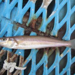 オリジナルメーカー海づり公園(市原市海づり施設) 釣果