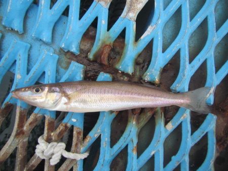 オリジナルメーカー海づり公園(市原市海づり施設) 釣果