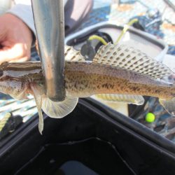 オリジナルメーカー海づり公園(市原市海づり施設) 釣果