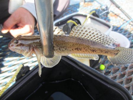 オリジナルメーカー海づり公園(市原市海づり施設) 釣果