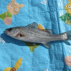 オリジナルメーカー海づり公園(市原市海づり施設) 釣果