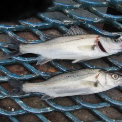 オリジナルメーカー海づり公園(市原市海づり施設) 釣果