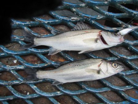 オリジナルメーカー海づり公園(市原市海づり施設) 釣果