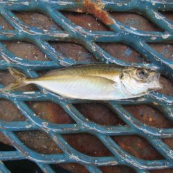 オリジナルメーカー海づり公園(市原市海づり施設) 釣果