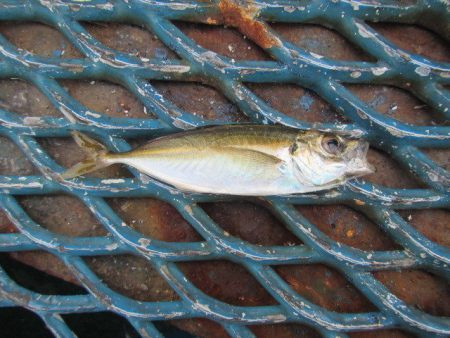 オリジナルメーカー海づり公園(市原市海づり…