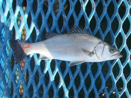 オリジナルメーカー海づり公園(市原市海づり…