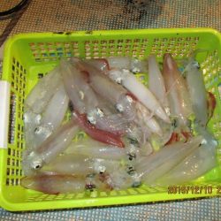 松福丸 釣果