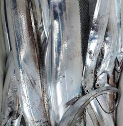 遊漁船 ニライカナイ 釣果