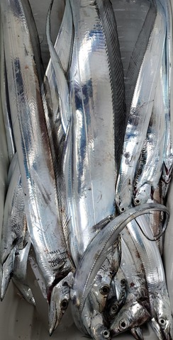 遊漁船 ニライカナイ 釣果