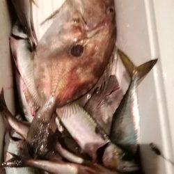 松福丸 釣果