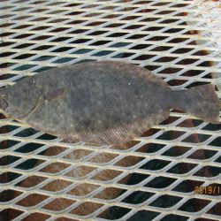 下関フィッシングパーク 釣果