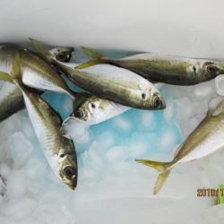 下関フィッシングパーク 釣果