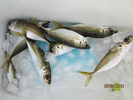 下関フィッシングパーク 釣果