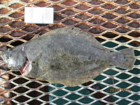 下関フィッシングパーク 釣果