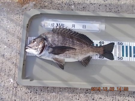 姫路市立遊魚センター 釣果