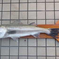 オリジナルメーカー海づり公園(市原市海づり施設) 釣果