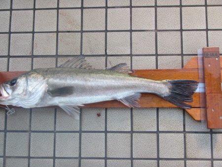 オリジナルメーカー海づり公園(市原市海づり施設) 釣果