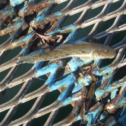 オリジナルメーカー海づり公園(市原市海づり施設) 釣果