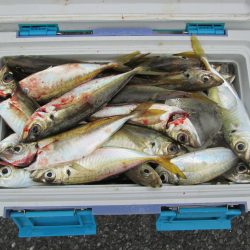 下関フィッシングパーク 釣果