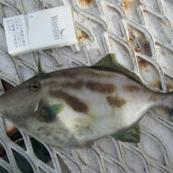 下関フィッシングパーク 釣果