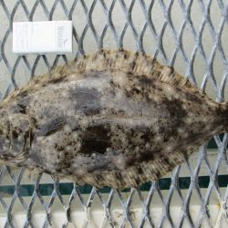 下関フィッシングパーク 釣果