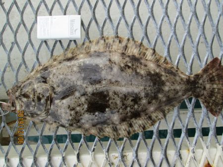 下関フィッシングパーク 釣果