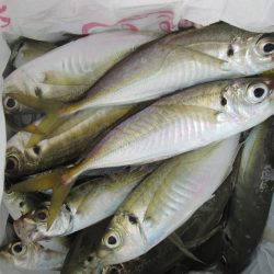 下関フィッシングパーク 釣果