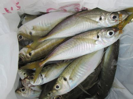 下関フィッシングパーク 釣果