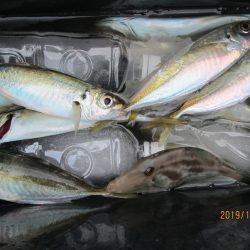 下関フィッシングパーク 釣果