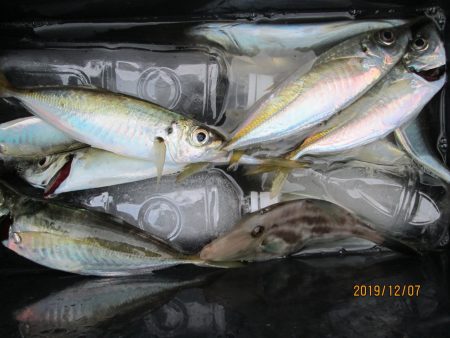 下関フィッシングパーク 釣果