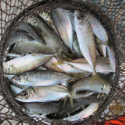 下関フィッシングパーク 釣果