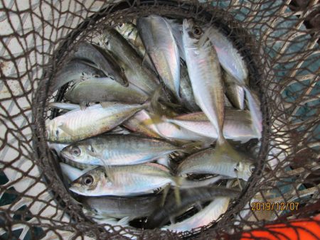 下関フィッシングパーク 釣果