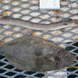 下関フィッシングパーク 釣果