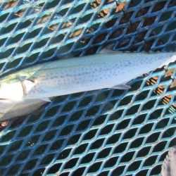 オリジナルメーカー海づり公園(市原市海づり施設) 釣果