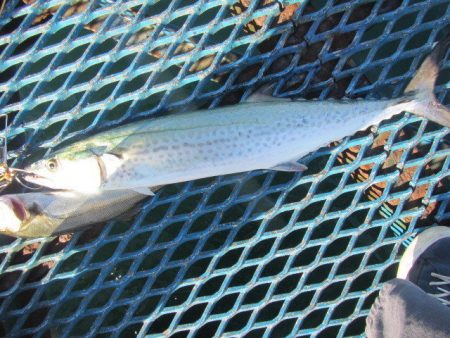 オリジナルメーカー海づり公園(市原市海づり…