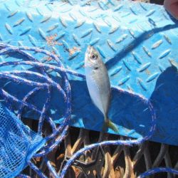 オリジナルメーカー海づり公園(市原市海づり施設) 釣果