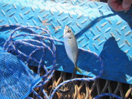 オリジナルメーカー海づり公園(市原市海づり施設) 釣果