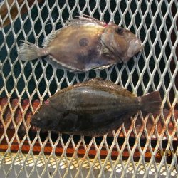 下関フィッシングパーク 釣果