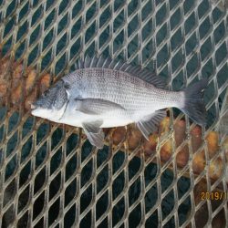 下関フィッシングパーク 釣果