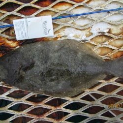 下関フィッシングパーク 釣果