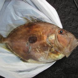 下関フィッシングパーク 釣果