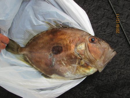 下関フィッシングパーク 釣果