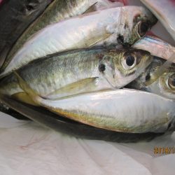 下関フィッシングパーク 釣果