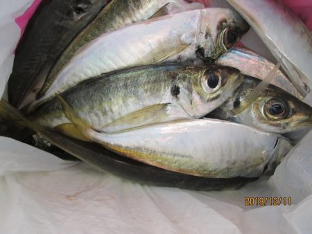 下関フィッシングパーク 釣果