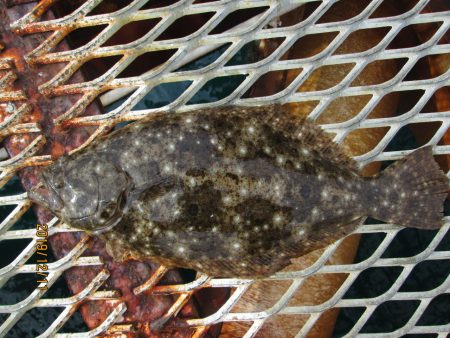 下関フィッシングパーク 釣果