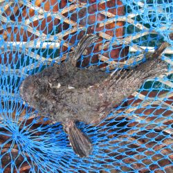 下関フィッシングパーク 釣果