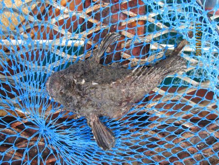 下関フィッシングパーク 釣果